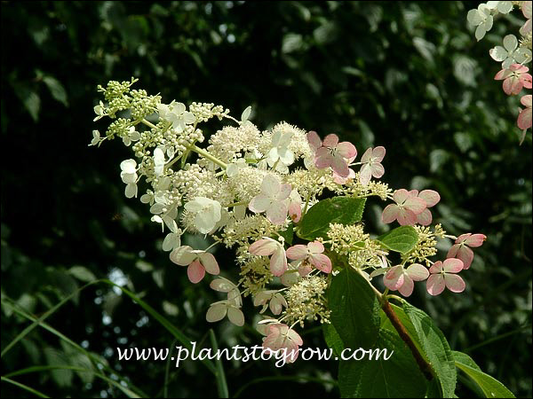 A close up of the panicle with some white and pink